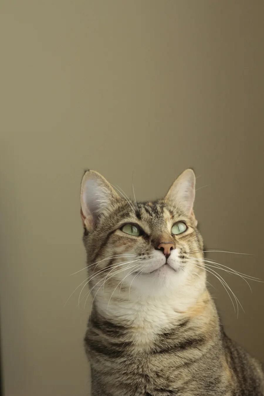 Gato atigrado mirando hacia arriba