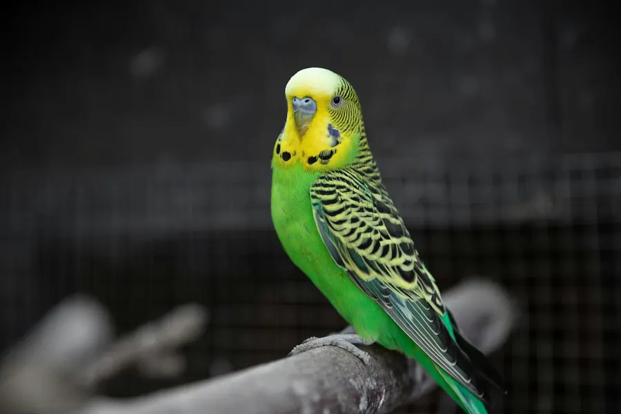 Periquito verde y amarillo