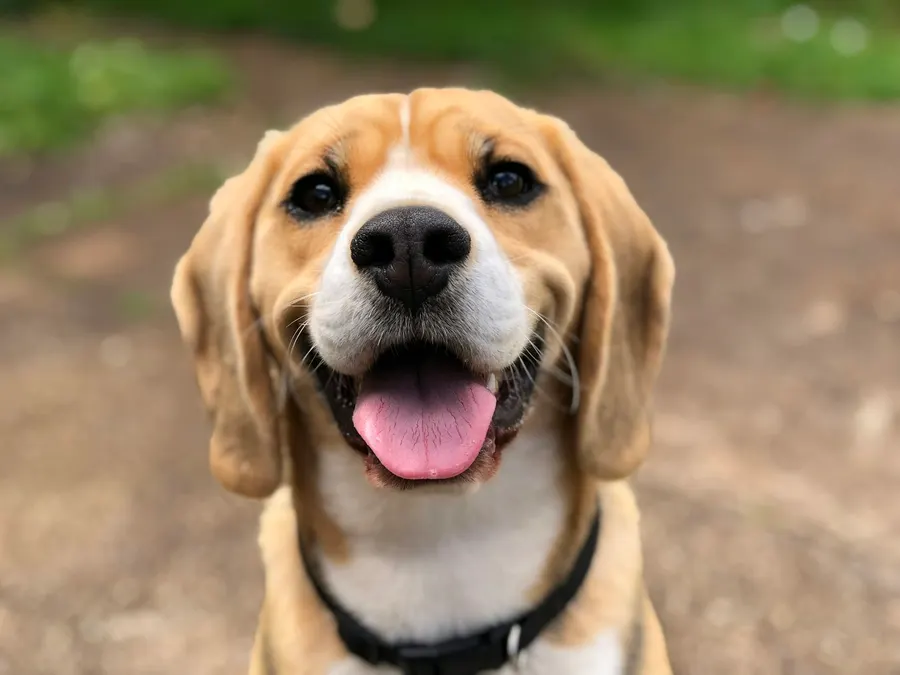 Perro beagle con la lengua afuera
