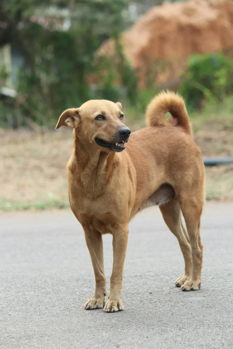 Perro criollo café en la calle