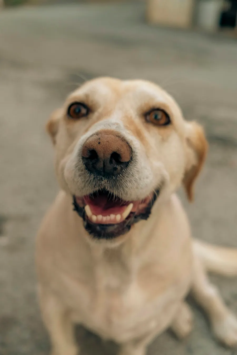 Perro de pelo claro sonriendo