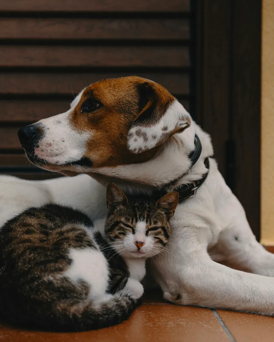 Un perro y un gato descansando juntos